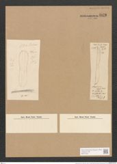 Nitzschia grovei Grun. (de-Toni-Nr.: Genus 47, Species 2062) Zeichnungen Sammlung Grunow Nr. 4078 (NHMW-BOT-W0371921)